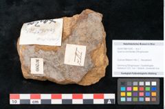 Foto (Objekt + Etikett) von Quercus lonchitoides Ettingshausen (NHMW-GEO-2024-0188-10200)
